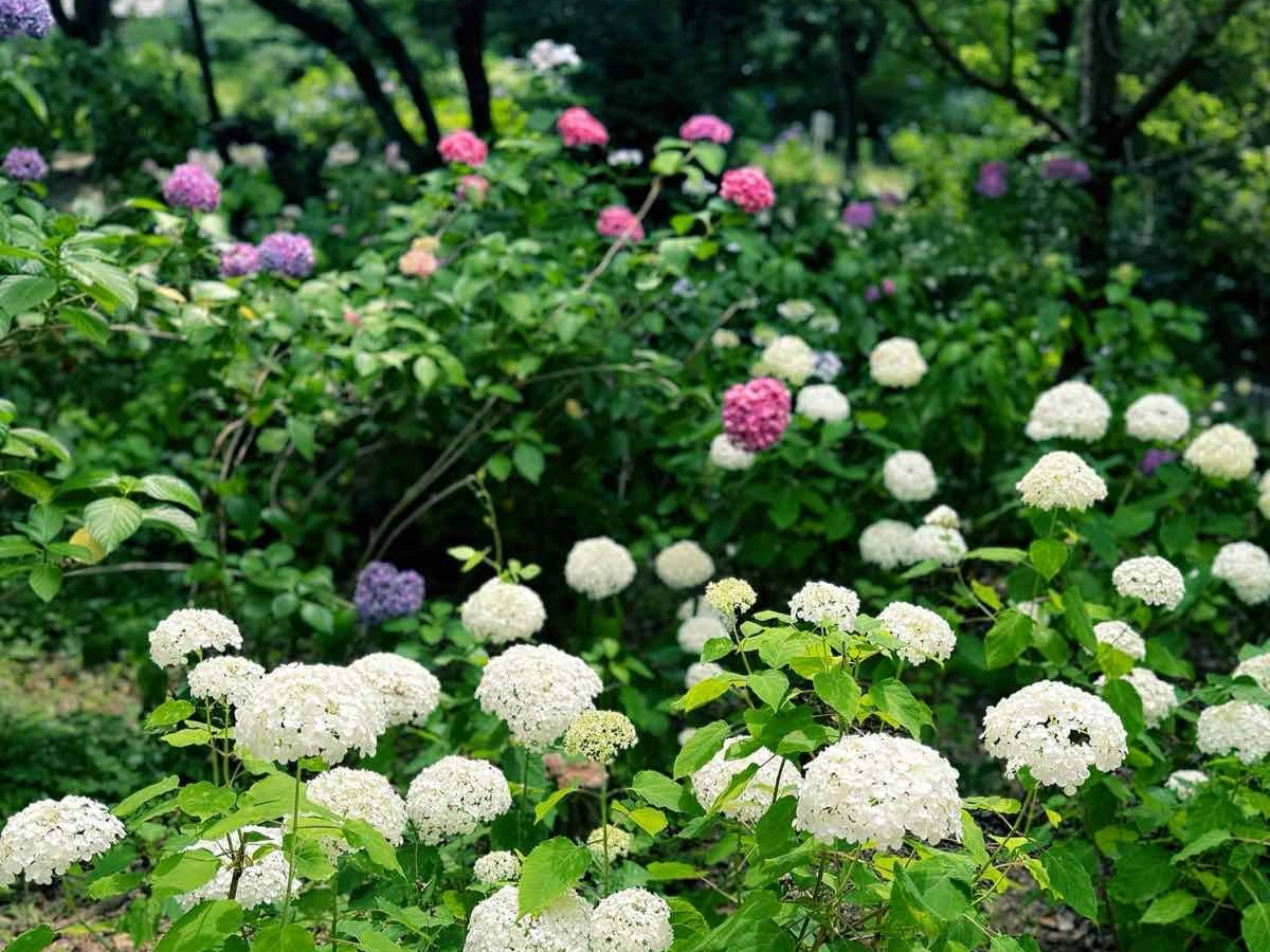 大阪府立花之文化園繡球花