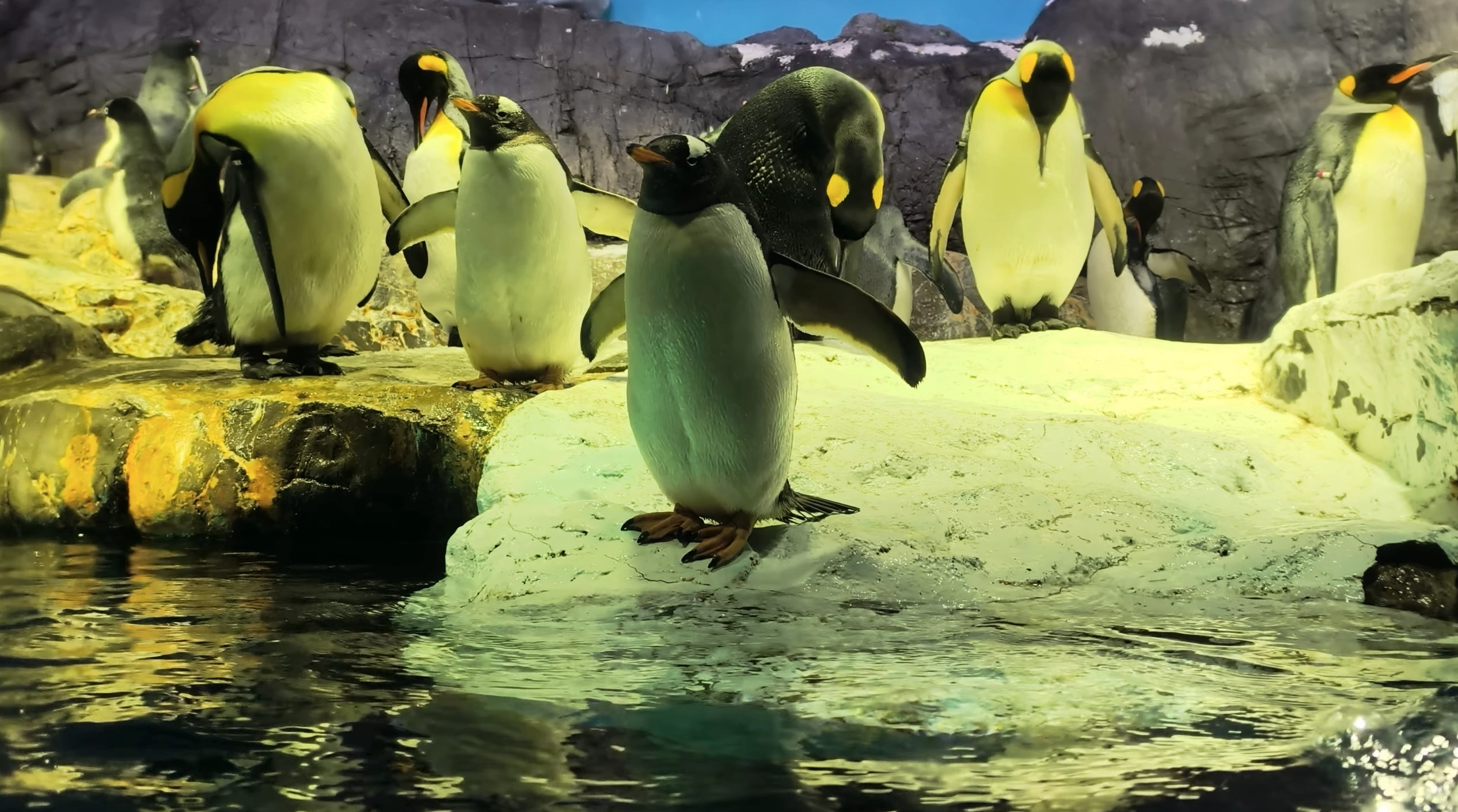 大阪海遊館南極大陸展區