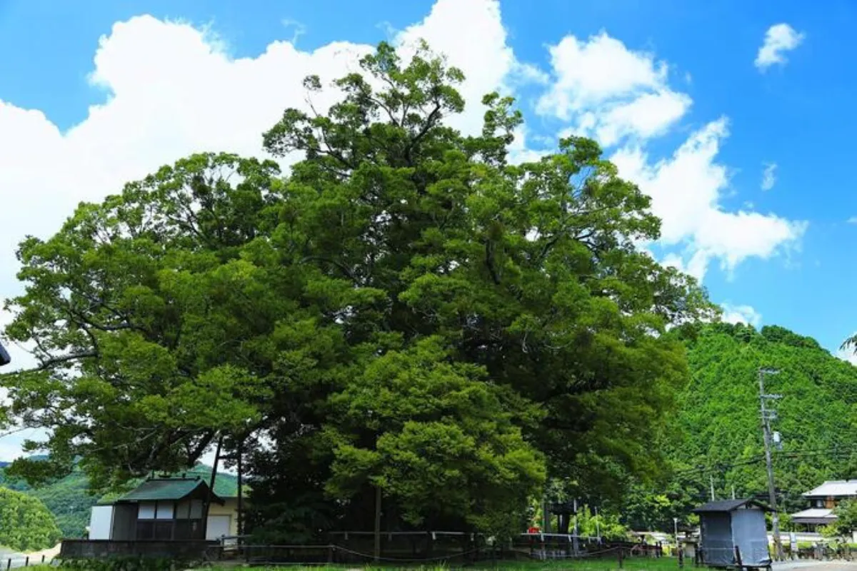 能勢町 野間大櫸樹