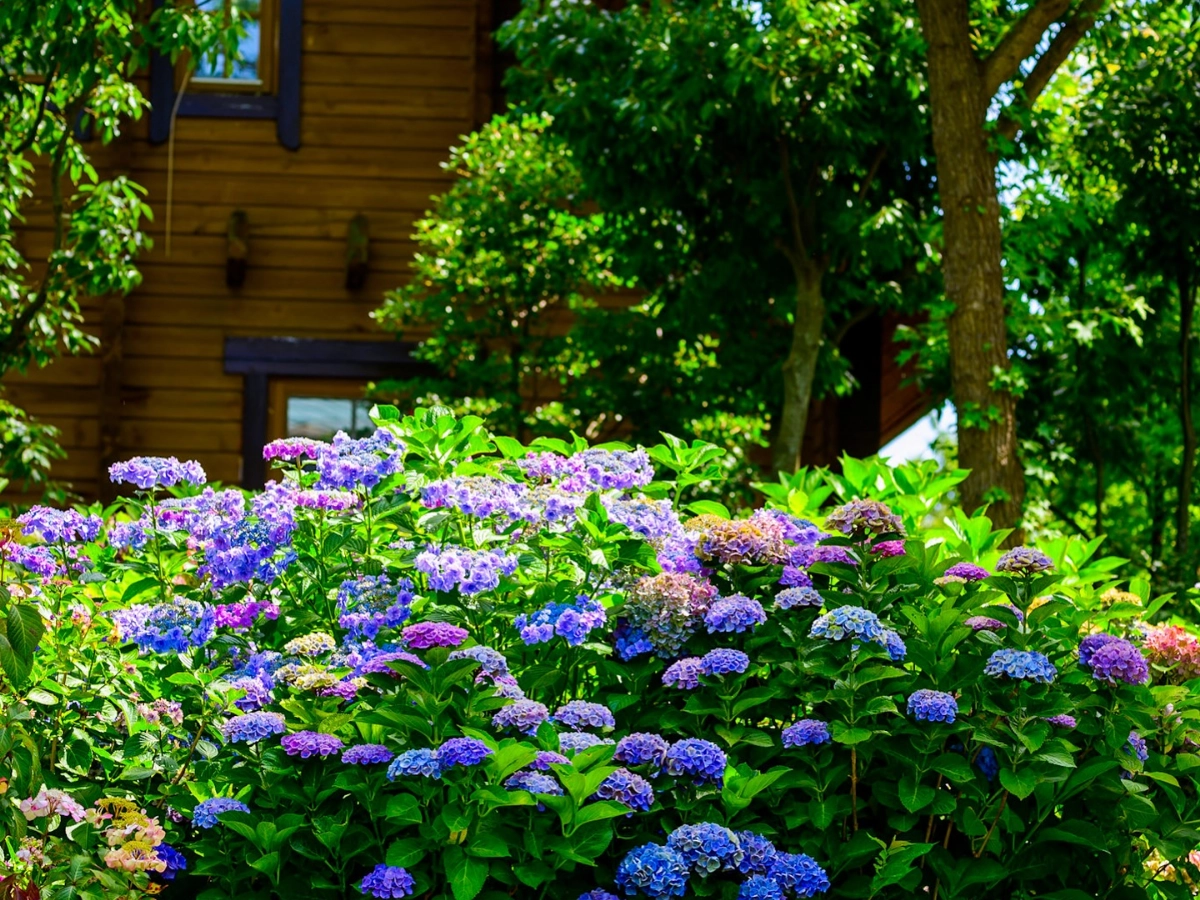 大阪舞洲 The Day Osaka 繡球花
