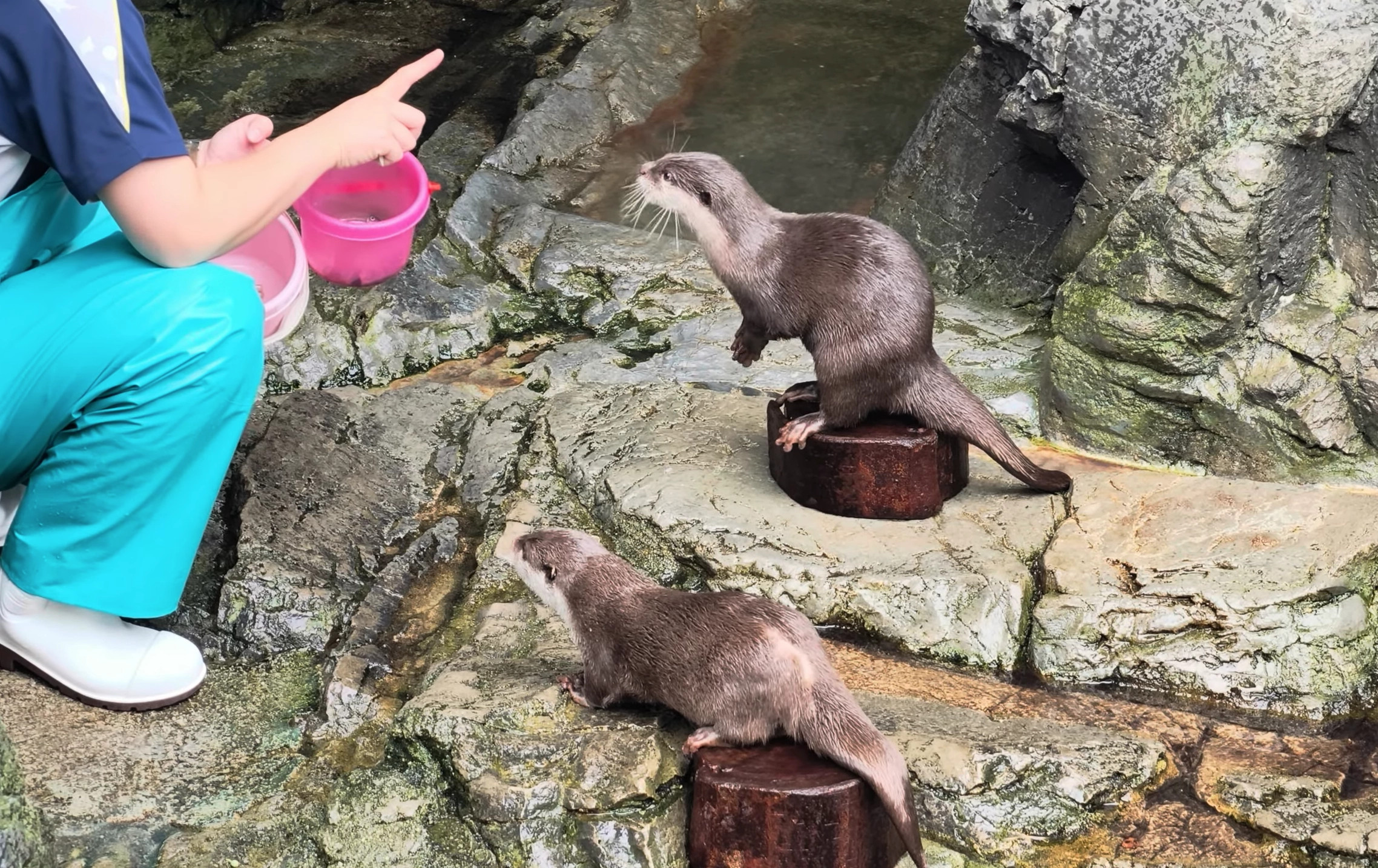 大阪海遊館水獺餵食秀