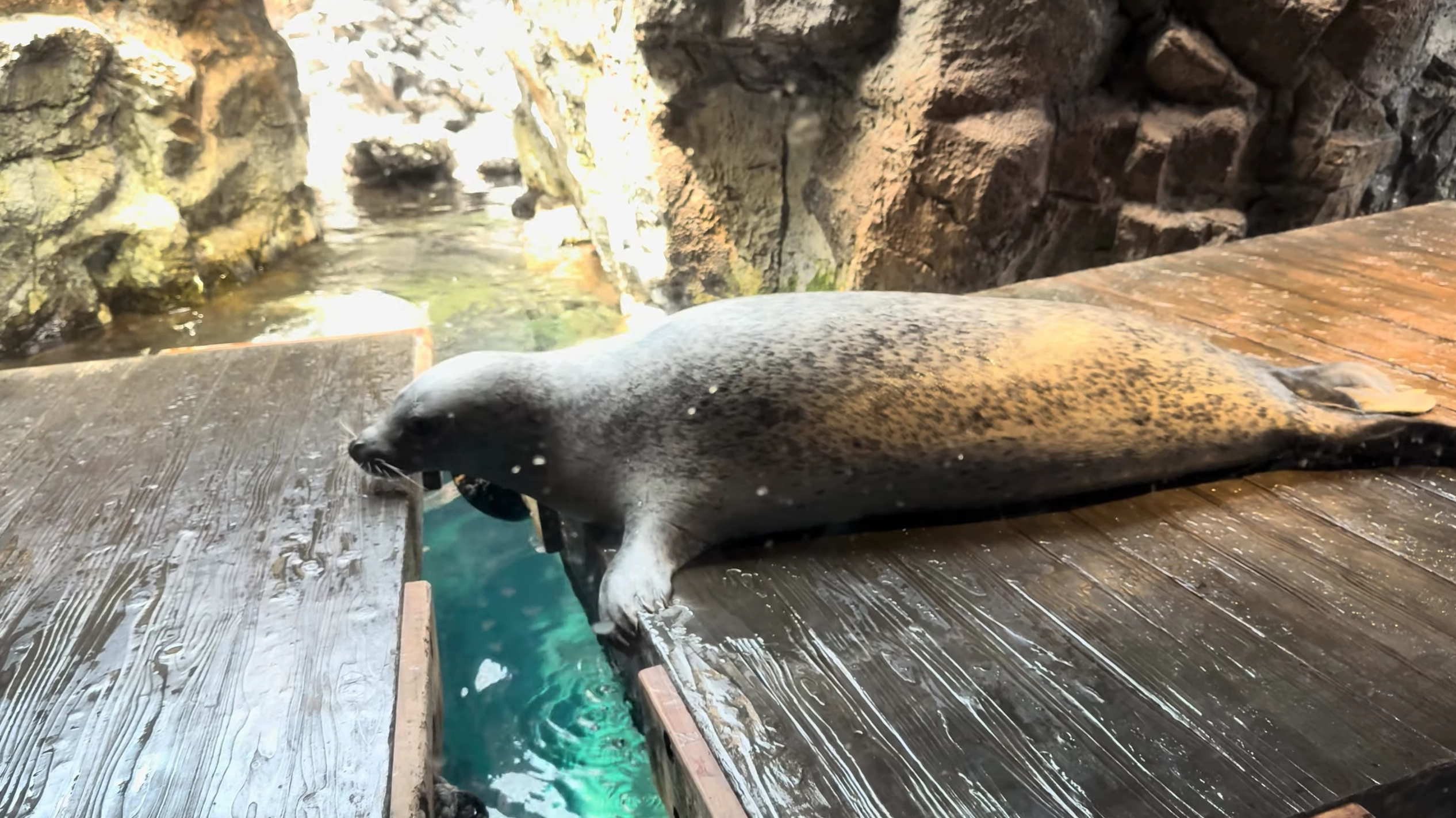 大阪海遊館蒙特雷灣展區