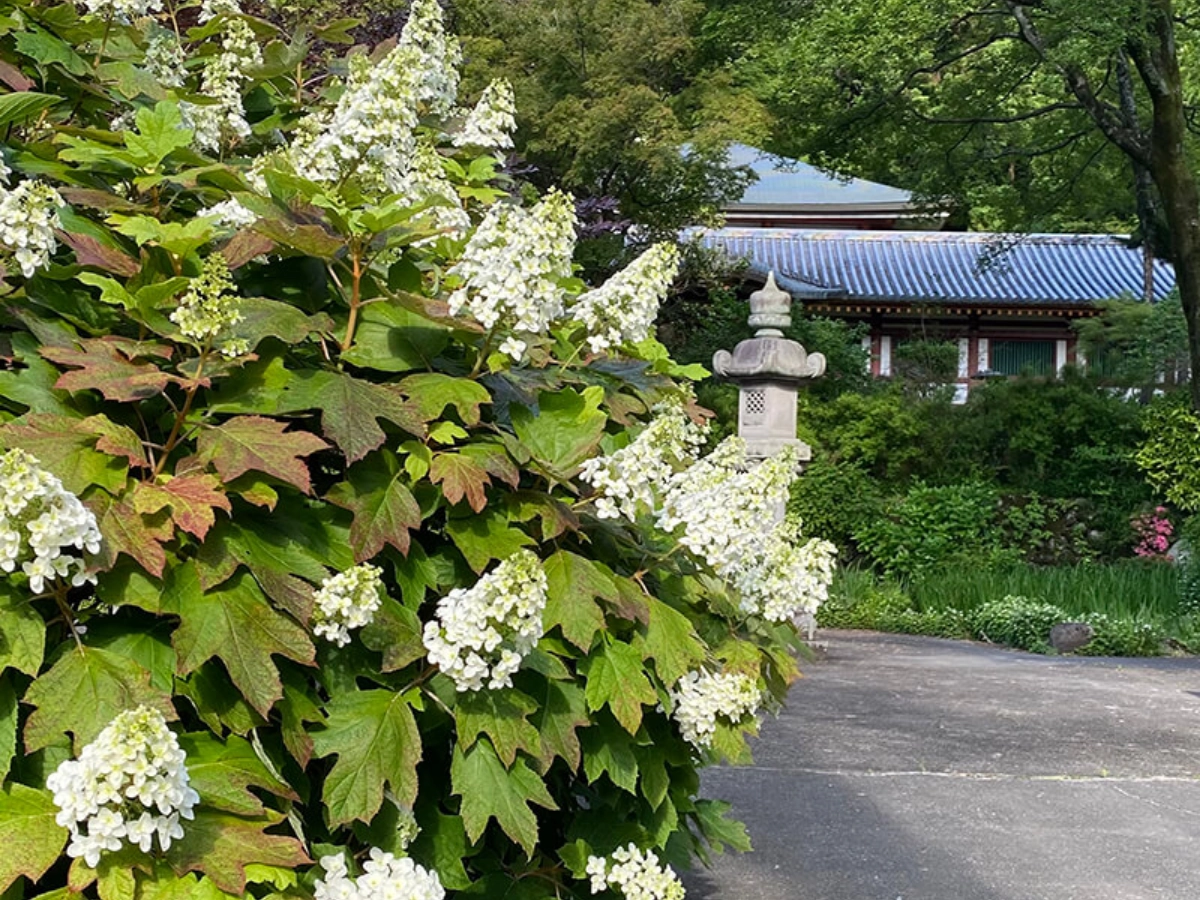 大阪久安寺繡球花