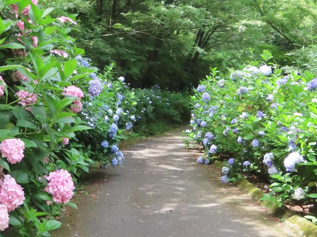 大阪府民之森 Nukata 園繡球花