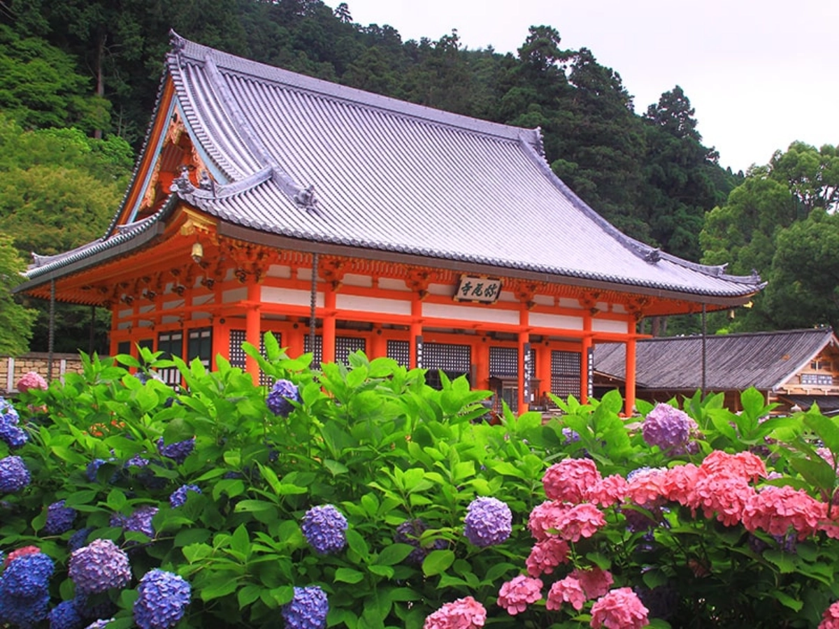 大阪勝尾寺繡球花