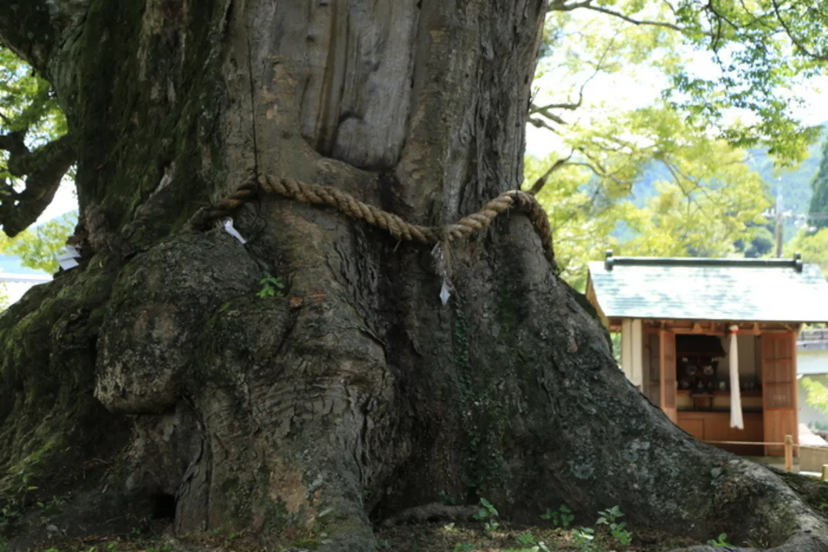 能勢町 野間大櫸樹