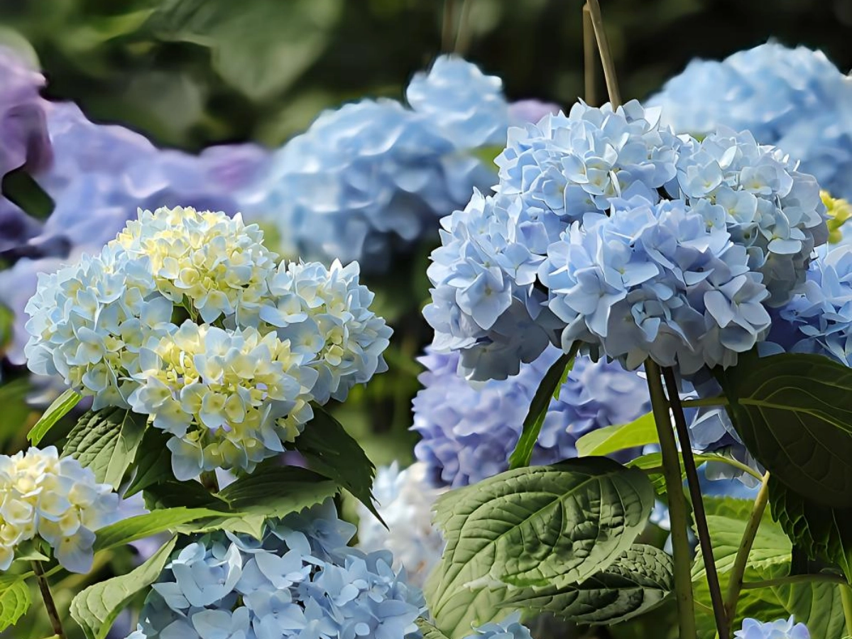 大阪市立長居植物園繡球花