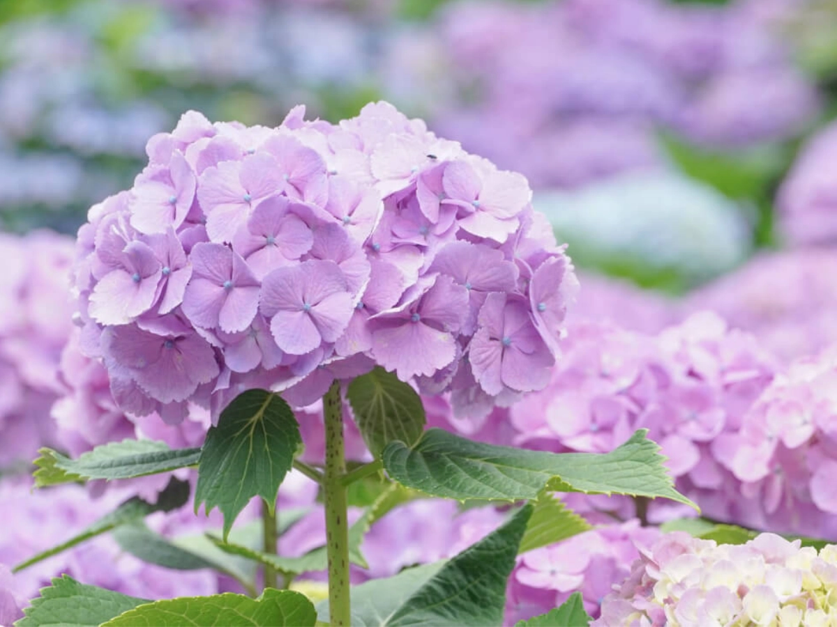 大阪蜻蛉池公園繡球花