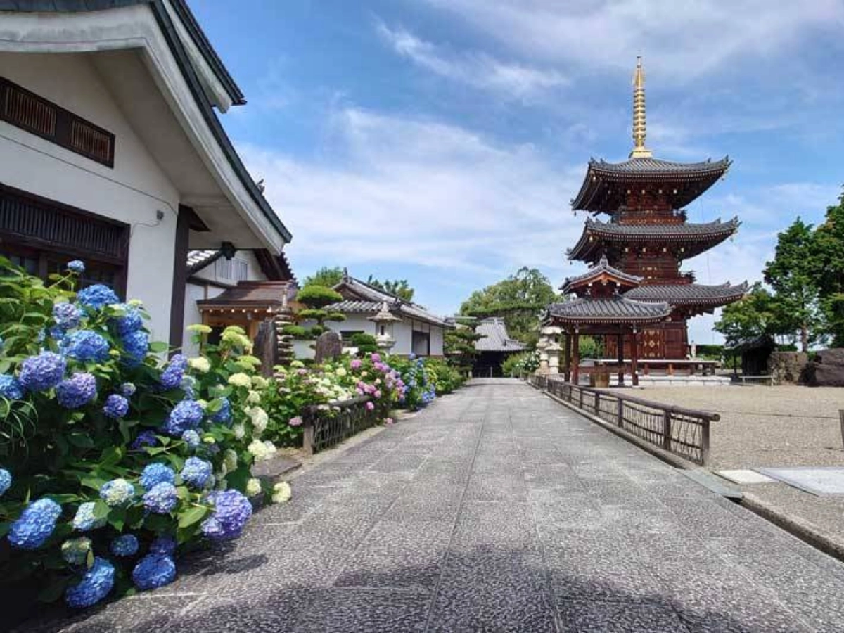 大阪長慶寺繡球花