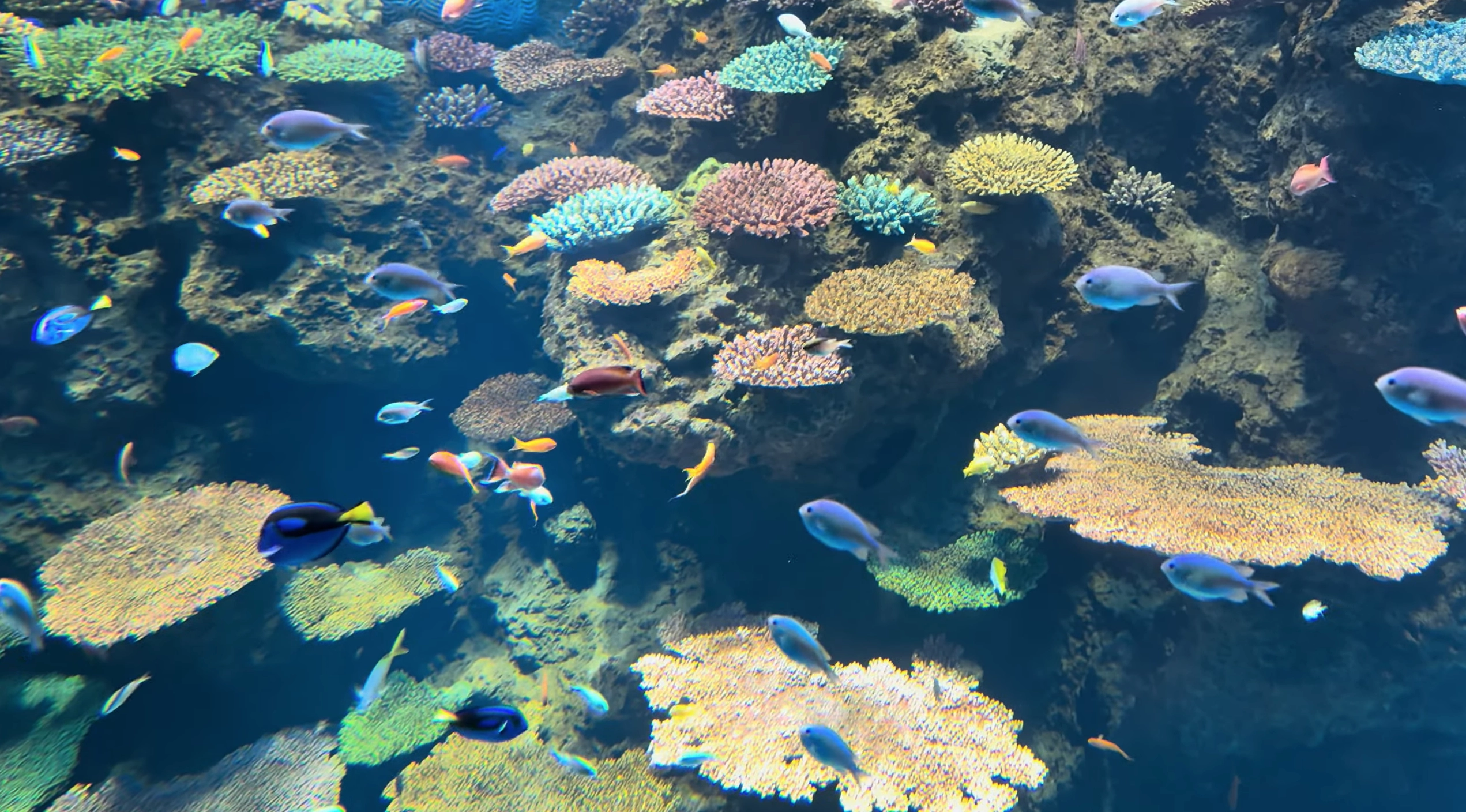 大阪海遊館大堡礁展區