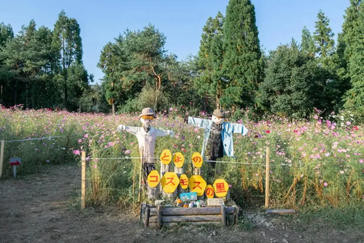 豐能町 秋季花海
