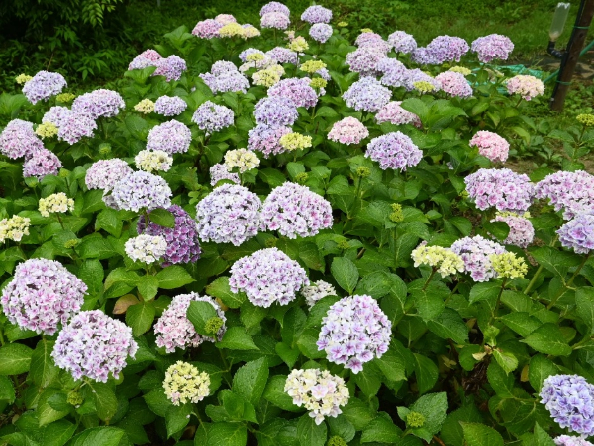 大阪萬博紀念公園繡球花