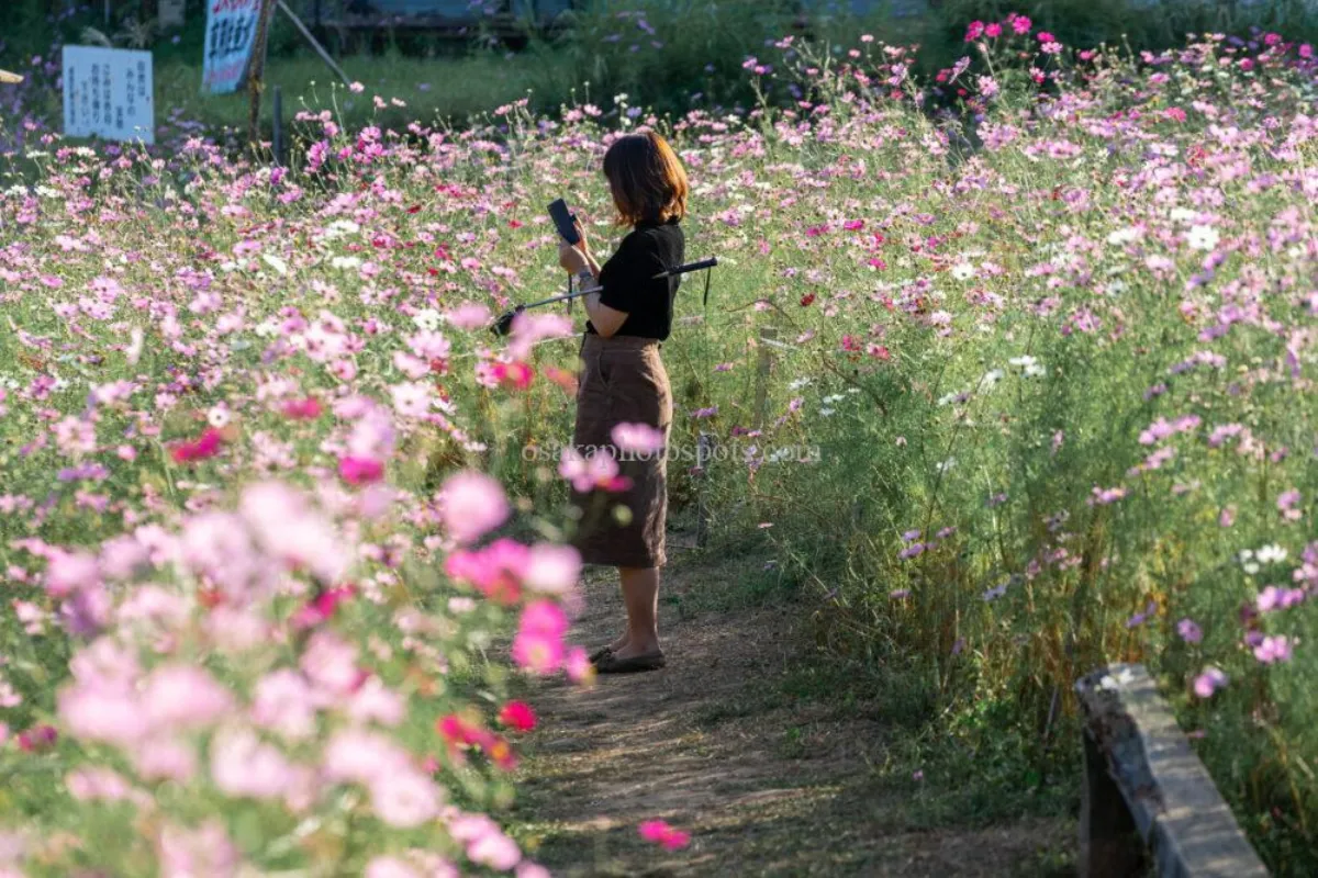 豐能町 秋季花海