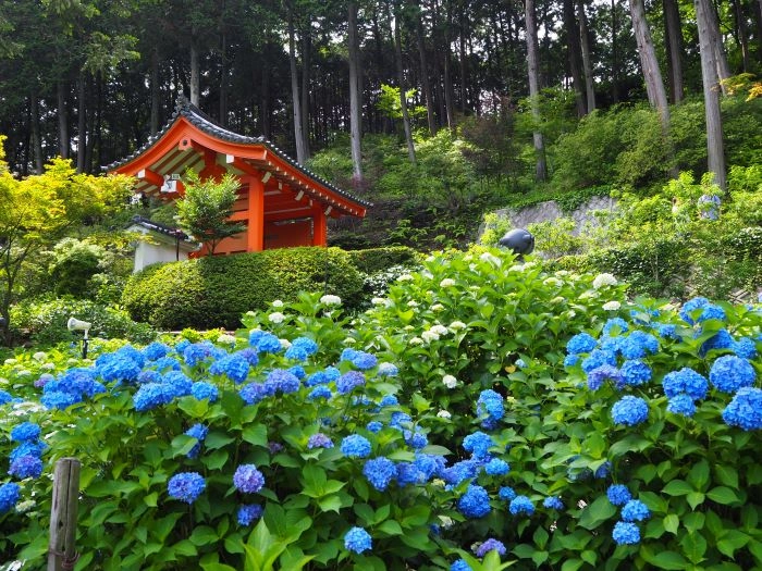 京都・三室戶寺