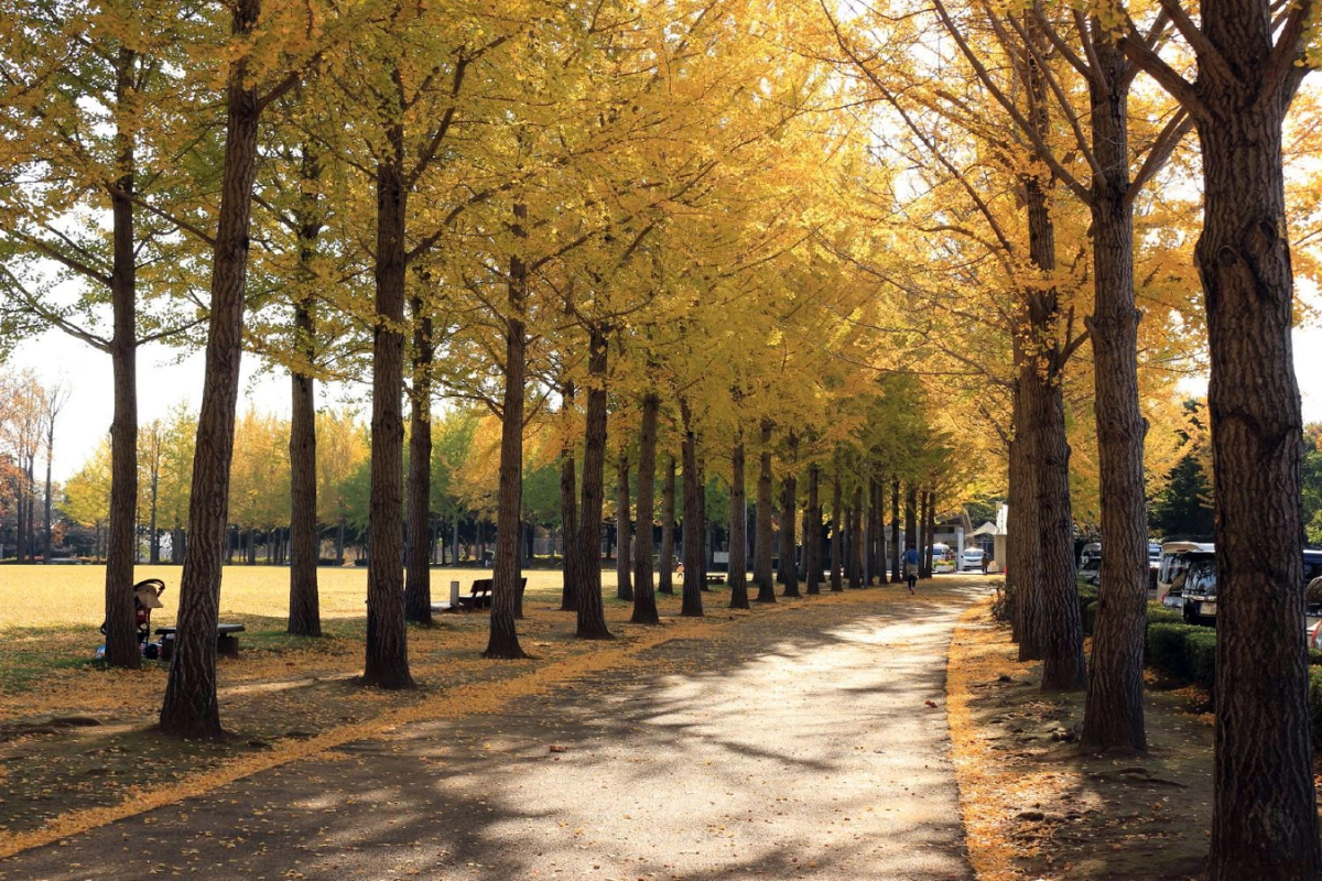 萬博紀念公園:想一次看銀杏、楓葉和自然景色就來這裡