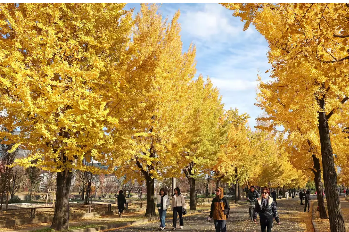 大阪城公園銀杏:城郭、黃葉與石垣一次拍進去