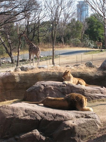 Tennoji_zoo_nzabi