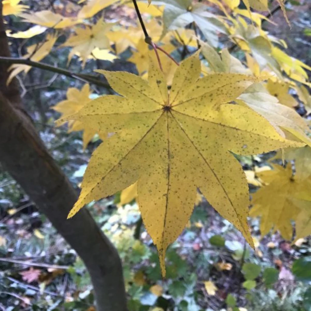 大紅葉