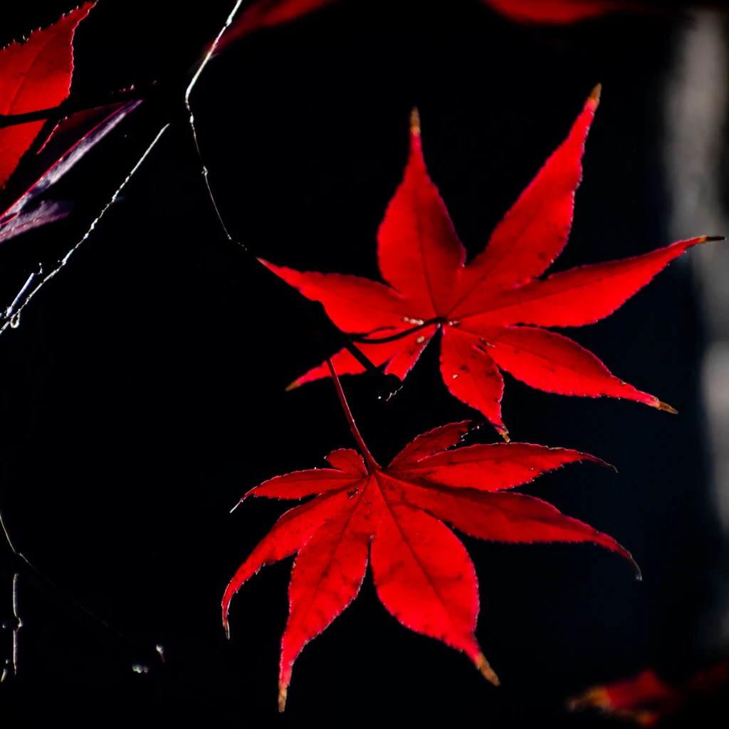 雞爪槭（日本紅楓）