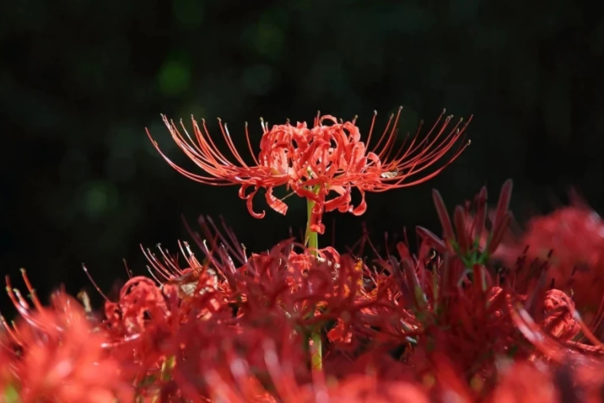 彼岸花又稱曼珠沙華、龍爪花、無義草
