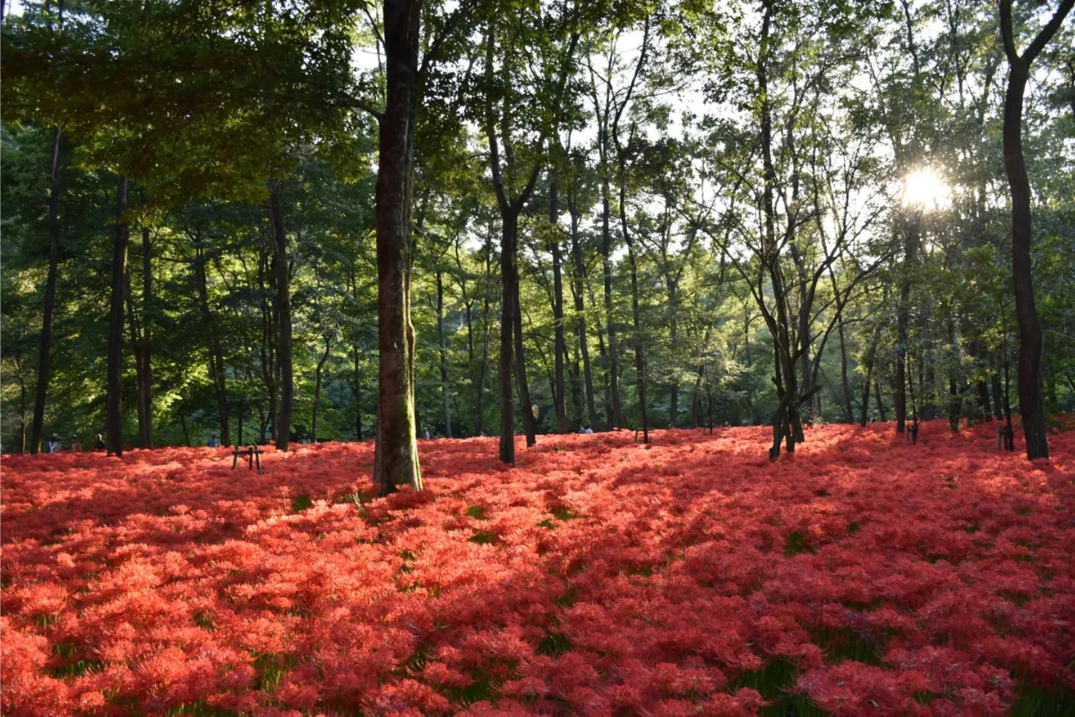彼岸花景點:巾着田曼珠沙華公園