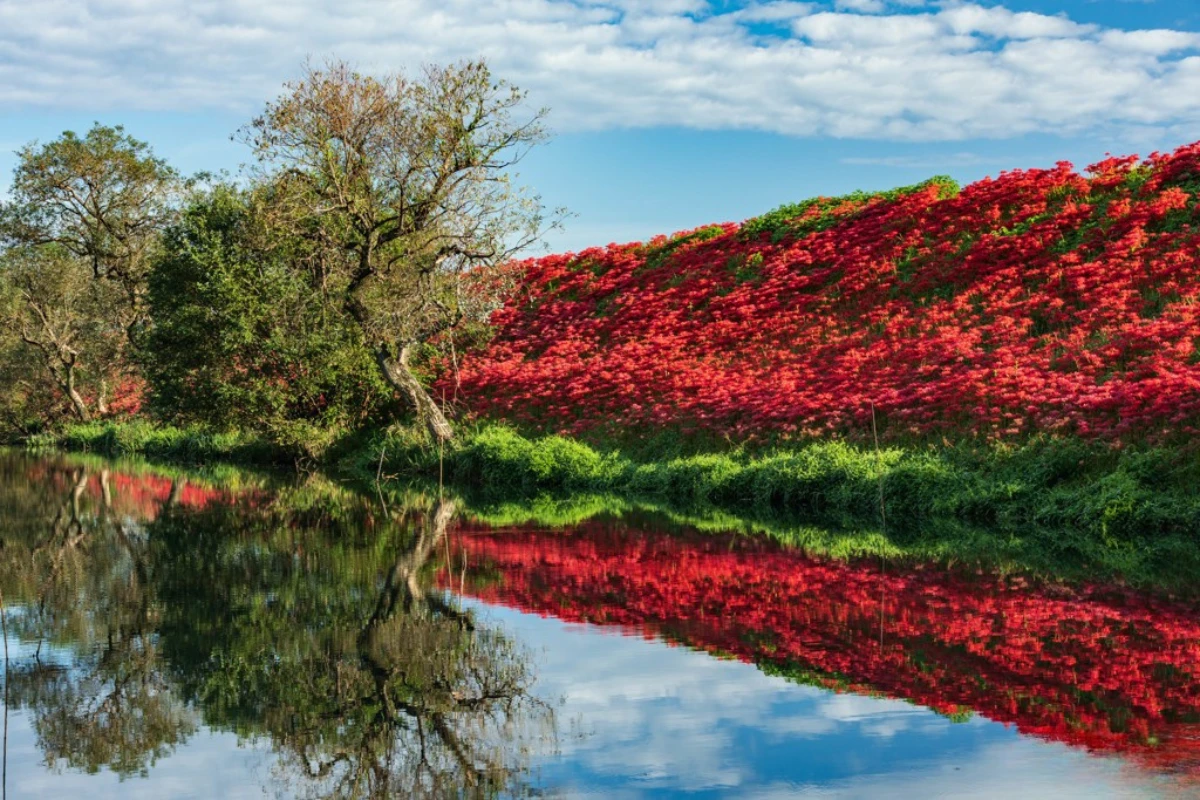 彼岸花景點:津屋川堤防