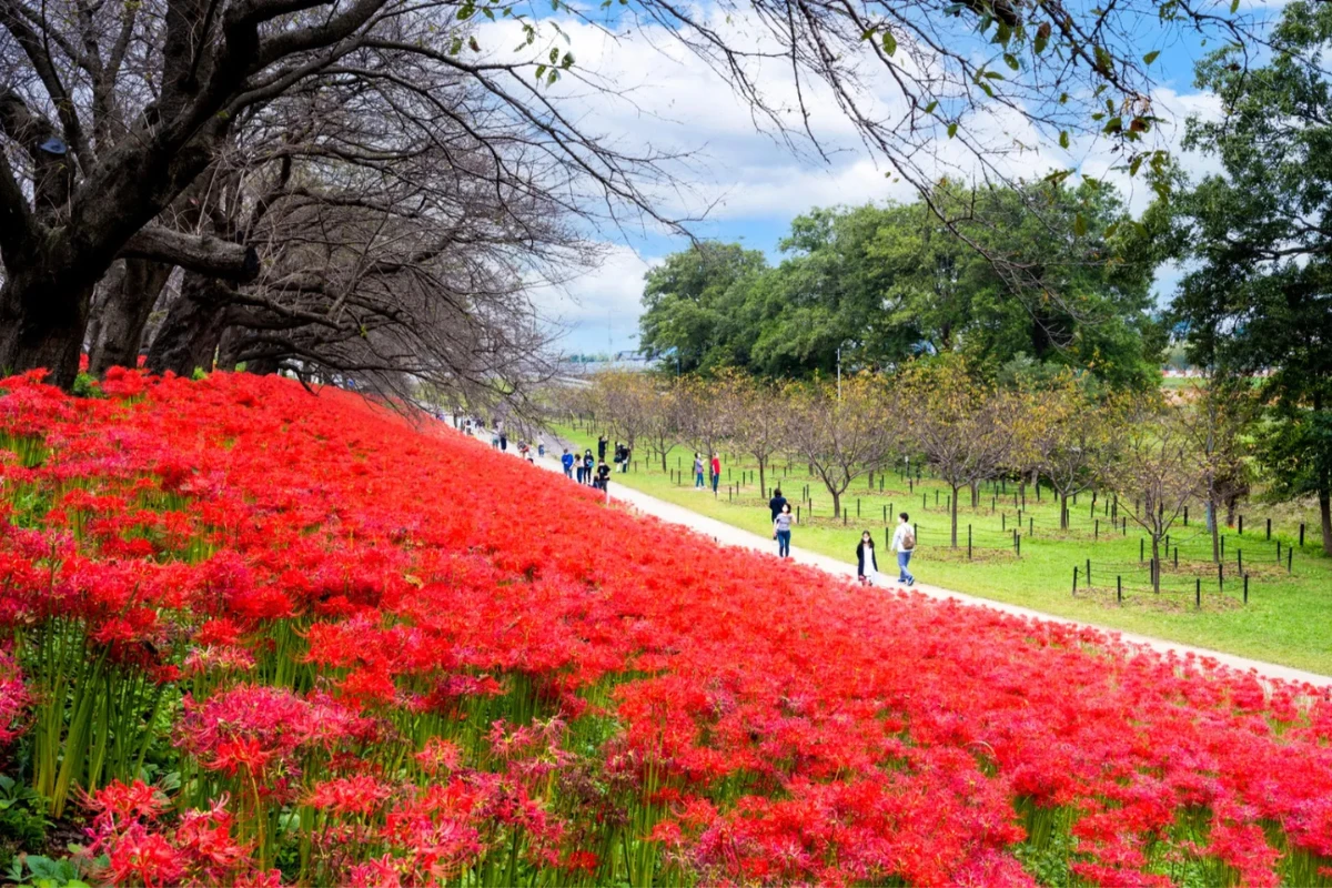 彼岸花景點:權現堂公園