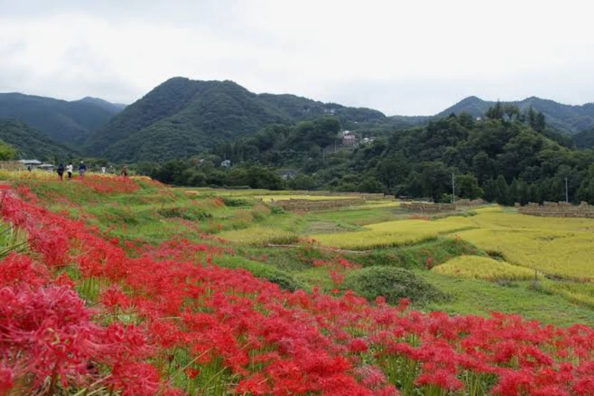 彼岸花景點:寺坂棚田