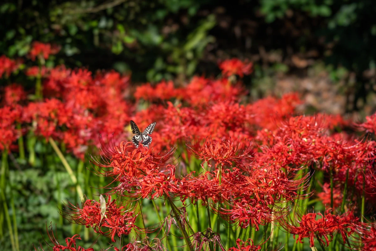 彼岸花景點:小石川植物園