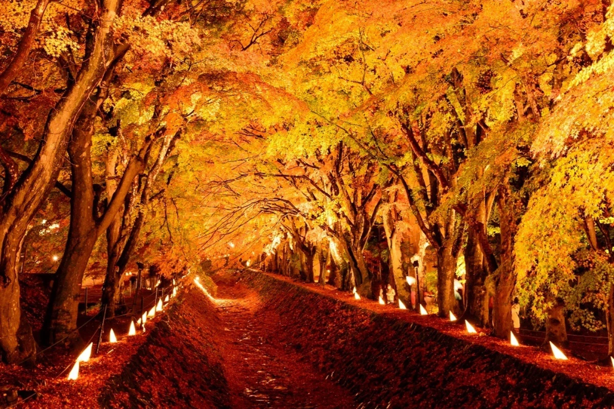 紅葉迴廊夜間點燈