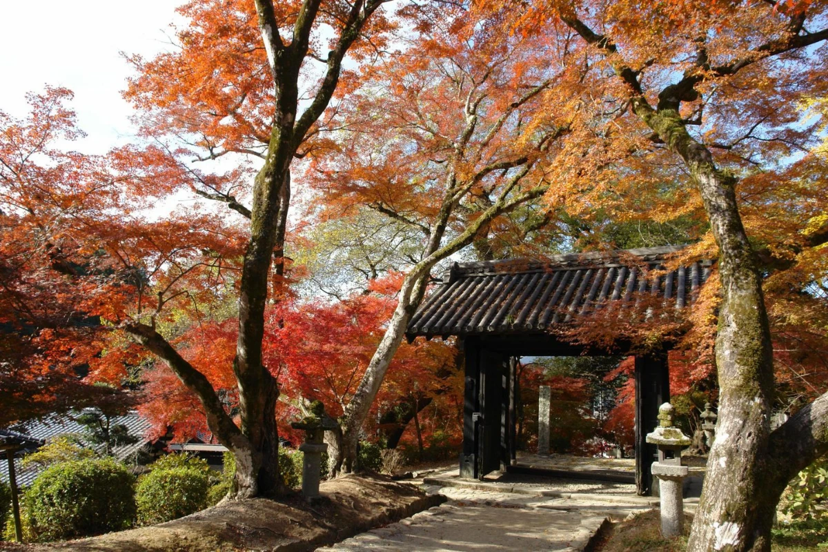 maple-fukuoka-akizuki