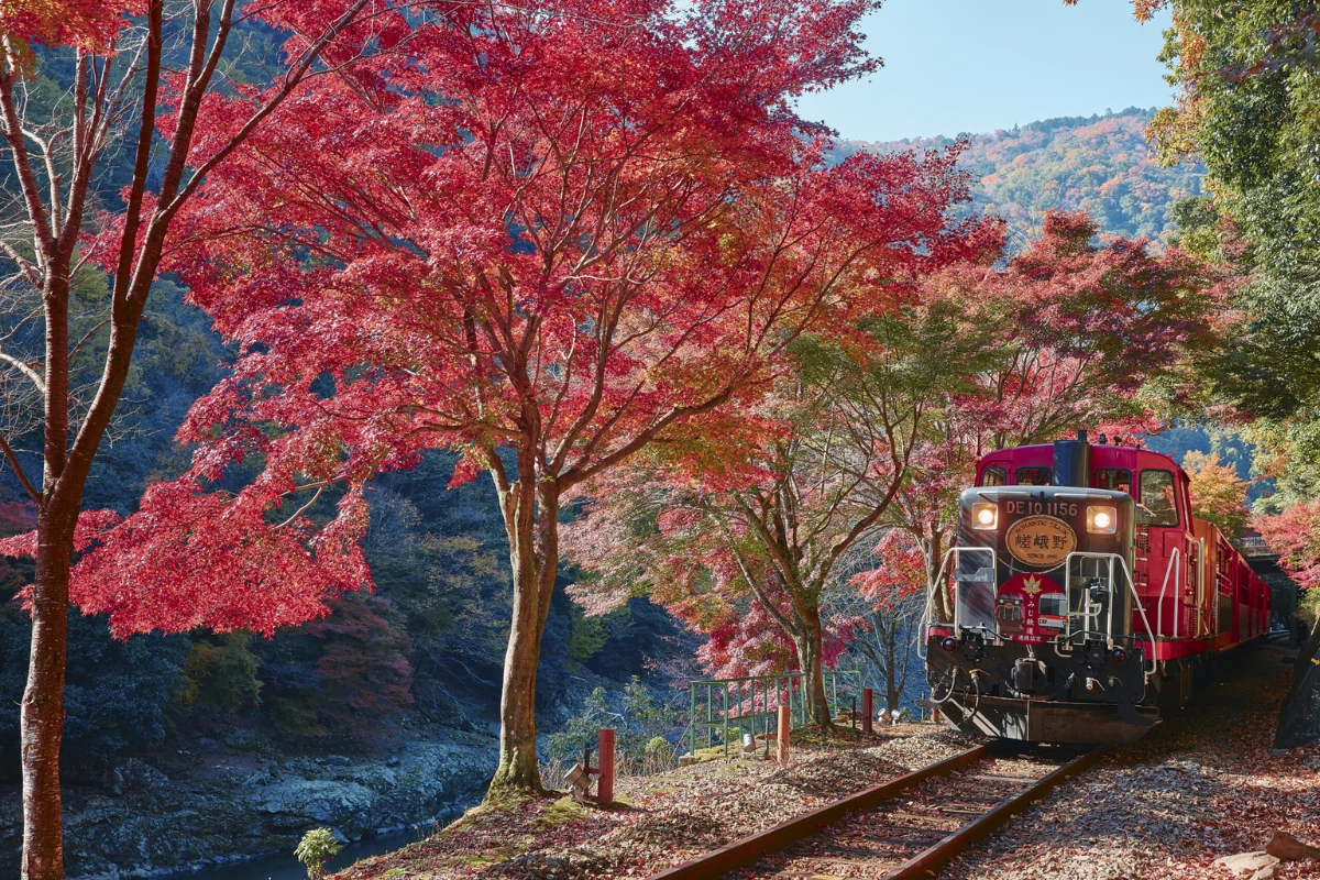 嵐山嵯峨野小火車賞楓