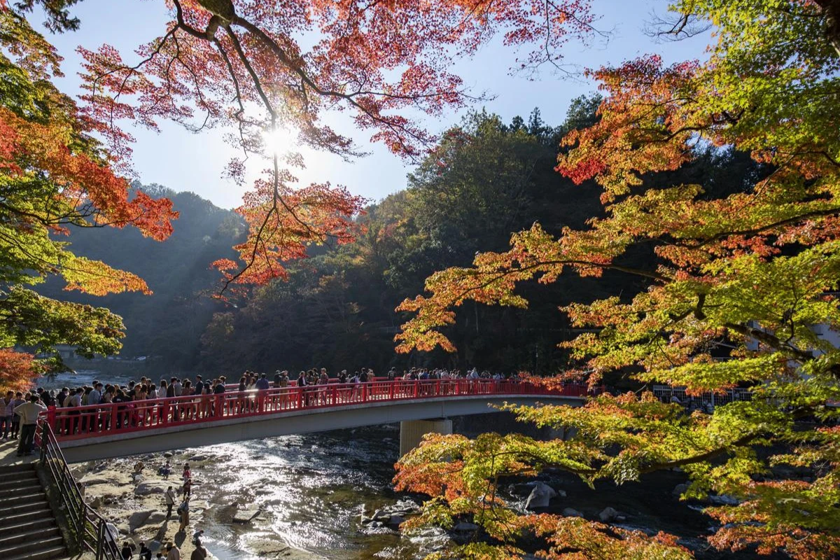 maple-mid-kourankei
