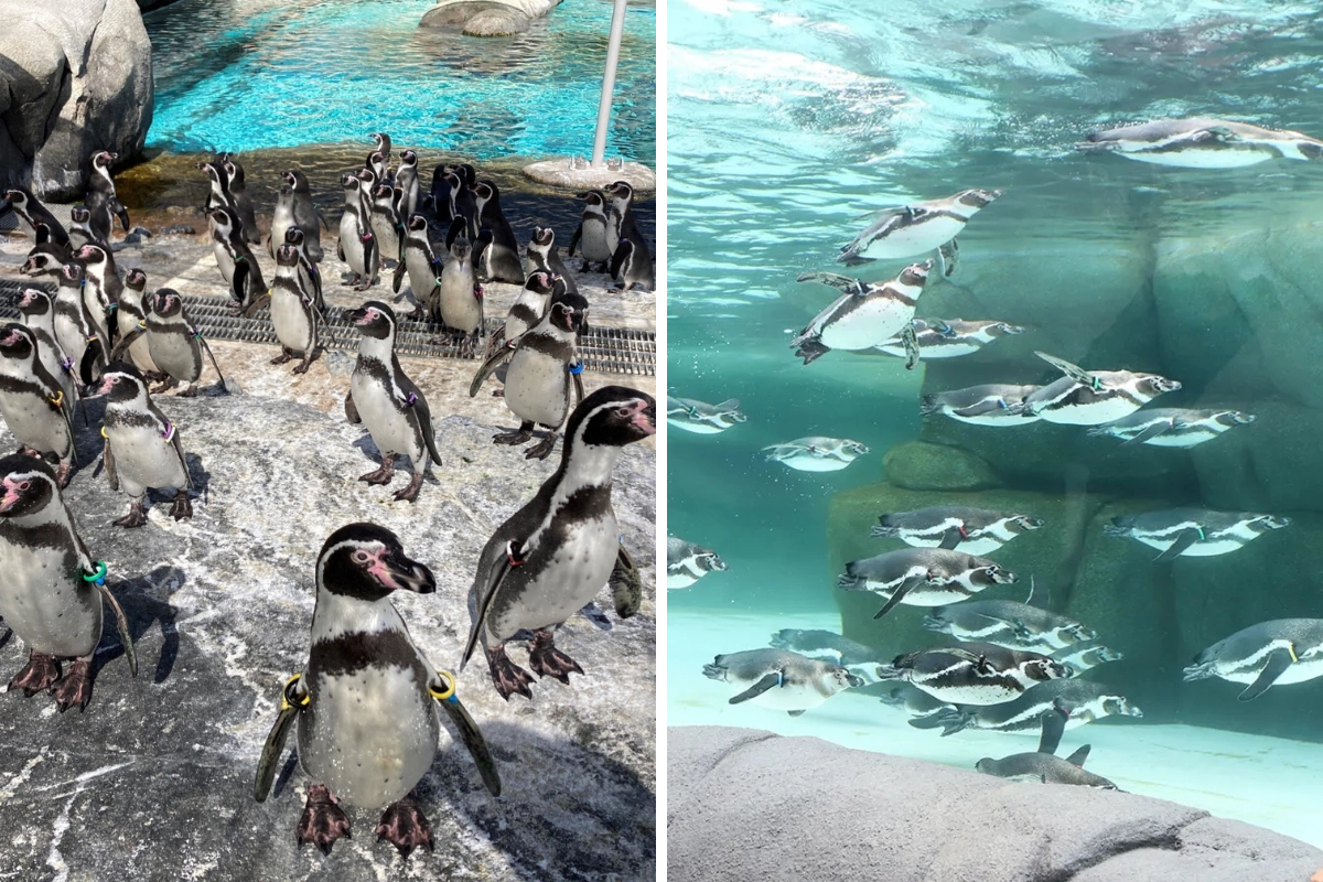 天王寺動物園
