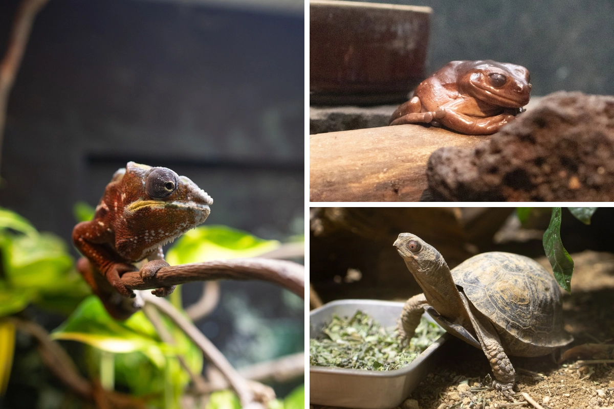 天王寺動物園