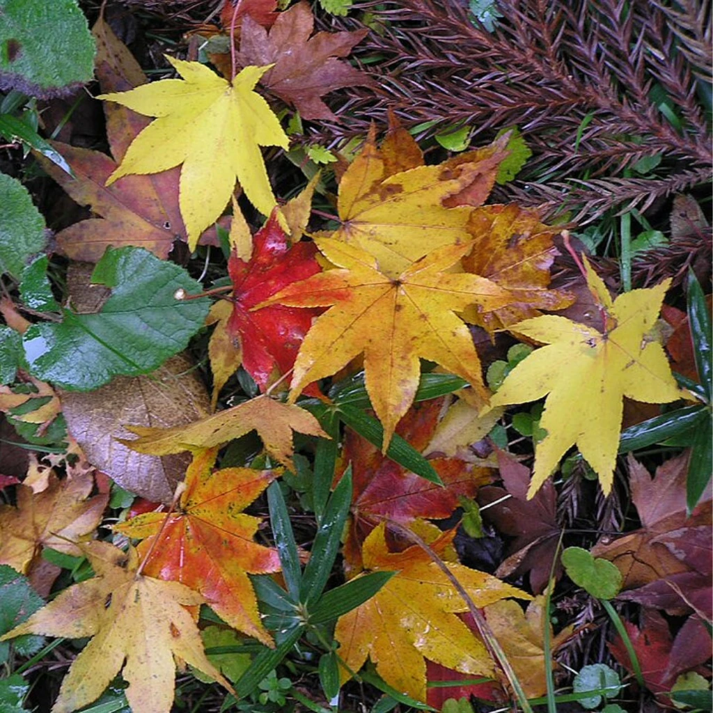 山紅葉