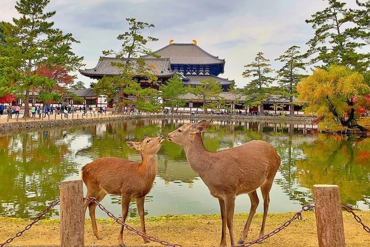 大阪奈良一日遊:奈良公園餵小鹿